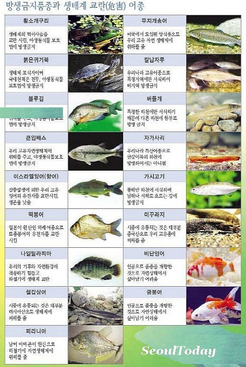 서울시, 한강에 방생 적합 魚種 소개